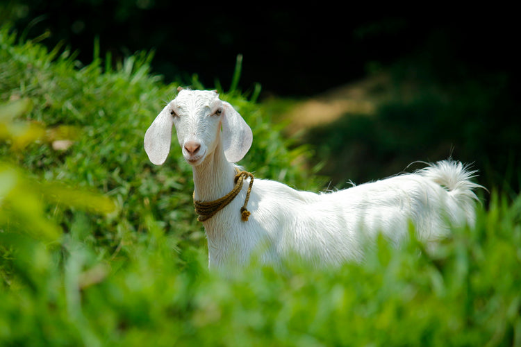 Goat Milk Cheese